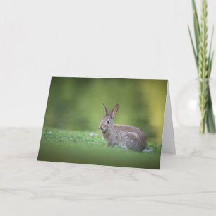 Carte Photo de lapin de nature