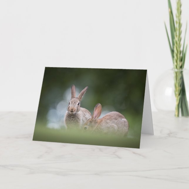 Carte Photo de lapin de nature (Devant)