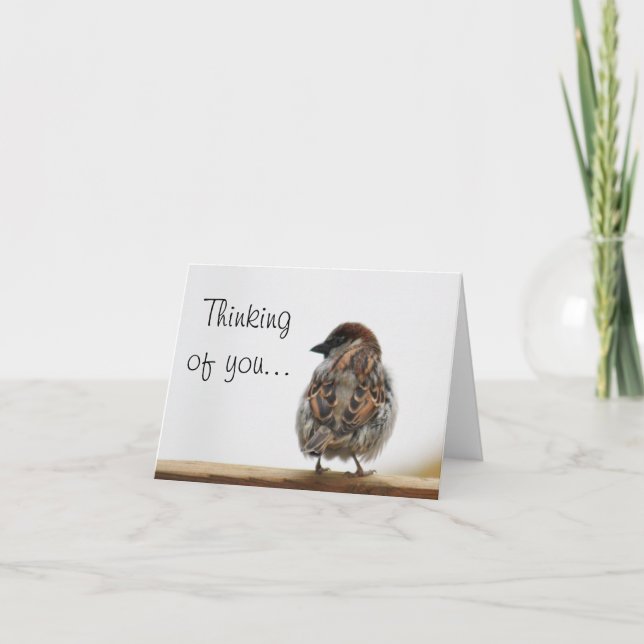 Carte Photo de l'épervier (Devant)