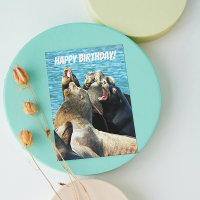 Photo de lions de mer pour tous les anniversaires
