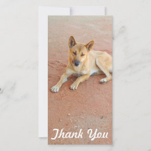 Carte photo de Merci - dingo australien