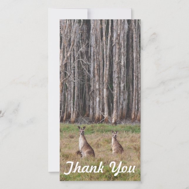 Carte photo de Merci - kangourous australiens (Devant)