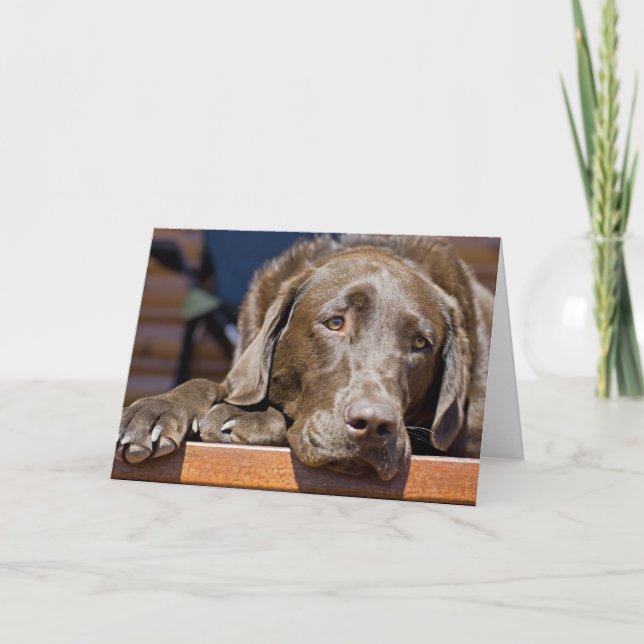 Carte Photo de Miss You Chocolate Labrador Retriever (Devant)