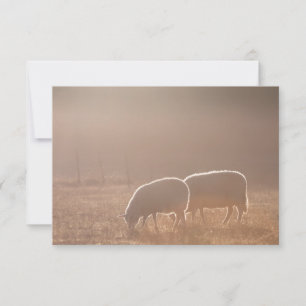 Carte photo de moutons dans la nature