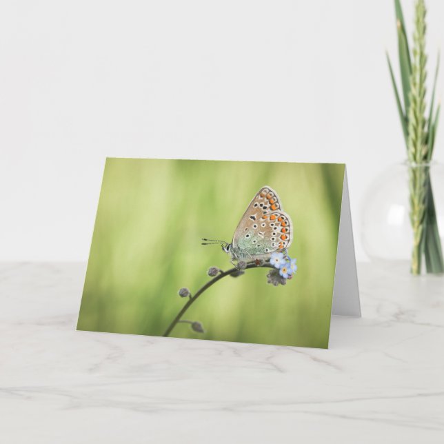Carte Photo de papillon dans la nature (Devant)