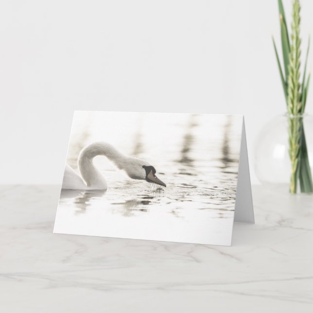 Carte Photo de Swan Nature (Devant)