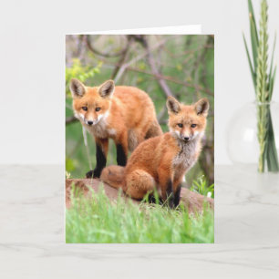 Carte Photo des kits adorables de renard rouge