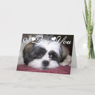 Carte Photo d'image de chien Shih Tzu Je t'aime