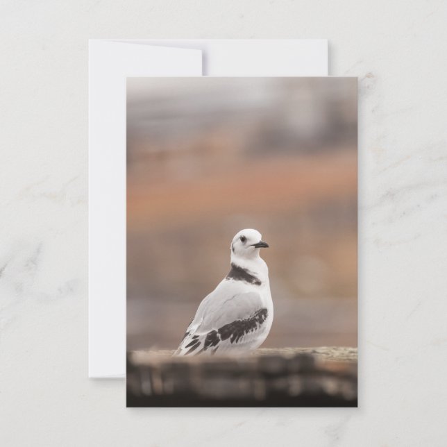 Carte Photo d'oiseaux de Young Kittiwake (Devant)