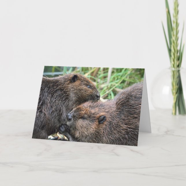 Carte Photo du Grooming des castors (Devant)