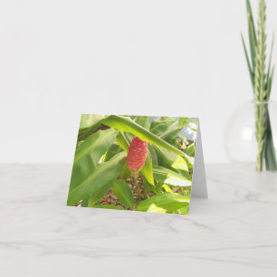 Carte Photo d'un bourgeon de fleurs de Shampoo Ginger