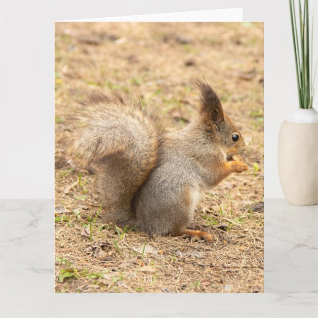 Carte Photo d'un écureuil mignon mangeant une noix (Devant)