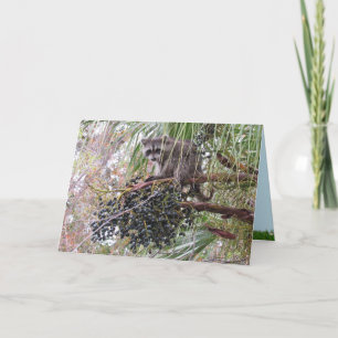 Carte Photo d'un jeune raton laveur mangeant des baies