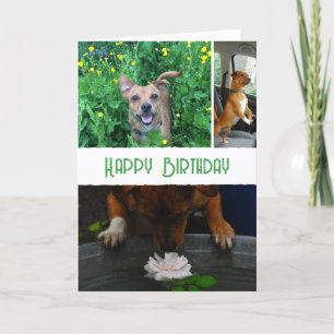 Carte Photo et message personnalisés pour animal de comp