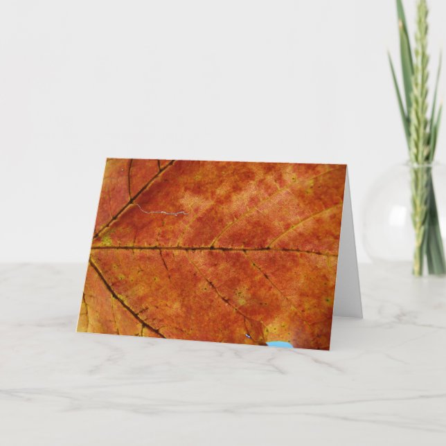 Carte Photo feuille d'automne Macro (Devant)