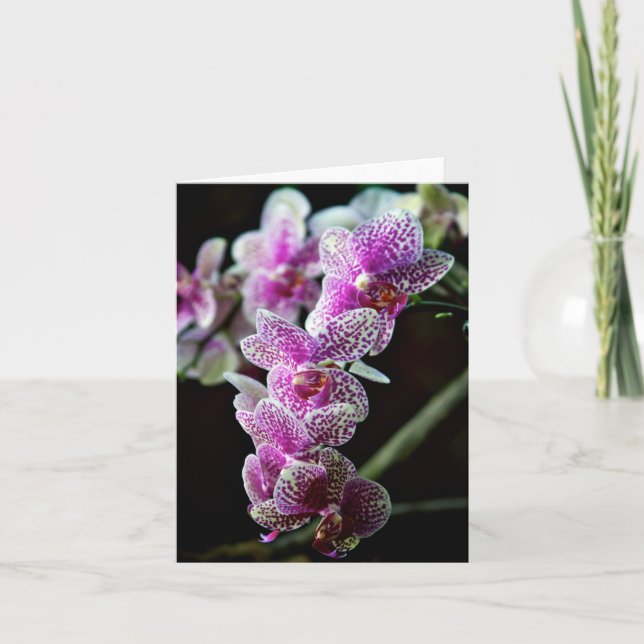 Carte photo Fleurs orchidées (Devant)
