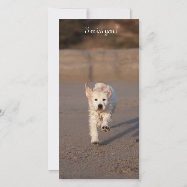 Carte photo Golden Retriever (Devant)