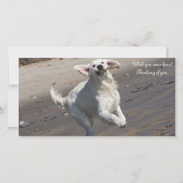 Carte photo Golden Retriever (Devant)