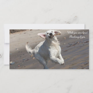 Carte photo Golden Retriever