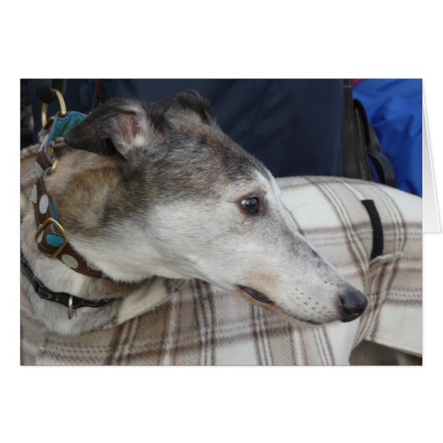 Carte photo Greyhound (Devant Horizontal)