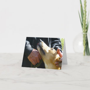 Carte Photo Greyhound (p284)