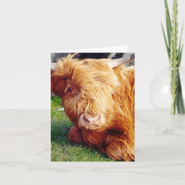 Carte Photo Highland Cow (Devant)
