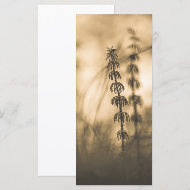 Carte photo Horsetail Sepia (Devant / Derrière)