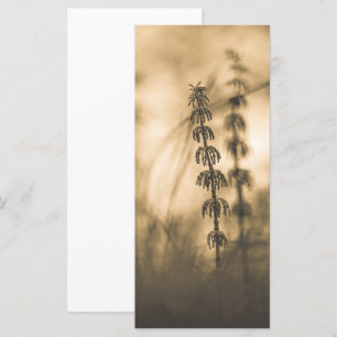 Carte photo Horsetail Sepia