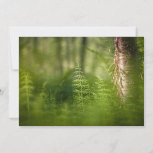 Carte photo Horsetail Vert