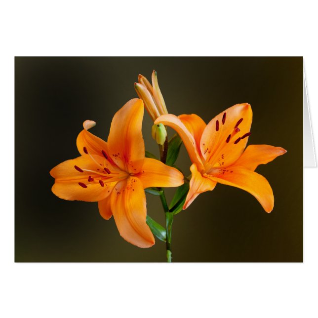 Carte photo Lilies et bourgeons de tigre orange (Devant horizontal)