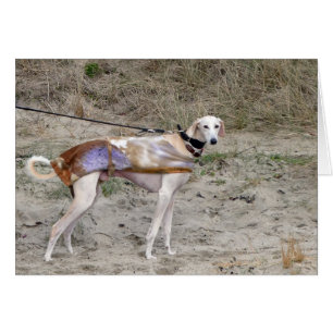 Carte photo Lurcher