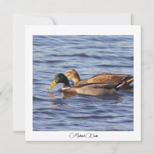 Carte photo Mallard Ducks