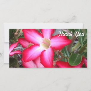 carte photo Merci - Rose du désert