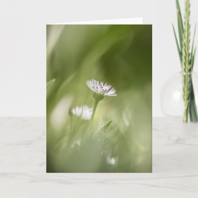 Carte Photo nature Daisy Blossom (Devant)