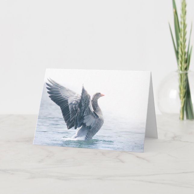Carte Photo nature de Greylag (Devant)