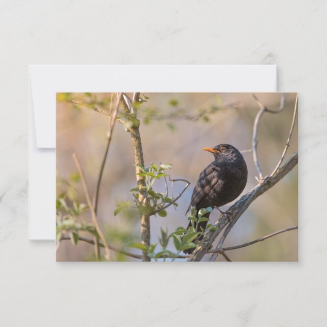 Carte photo naturel de Blackbird (Devant)