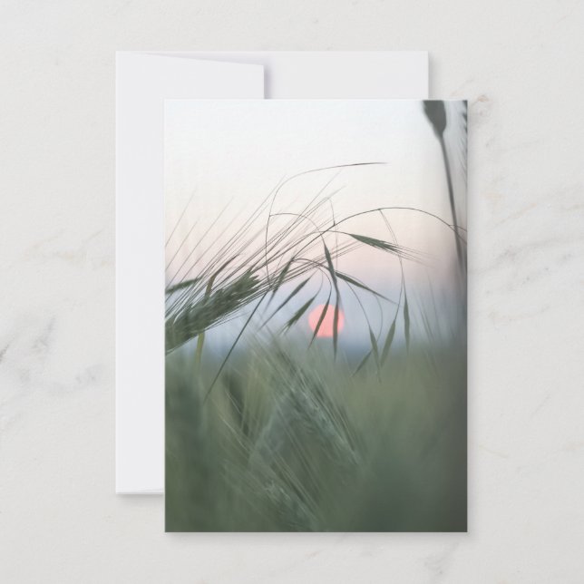 Carte photo naturel de Cornfield (Devant)