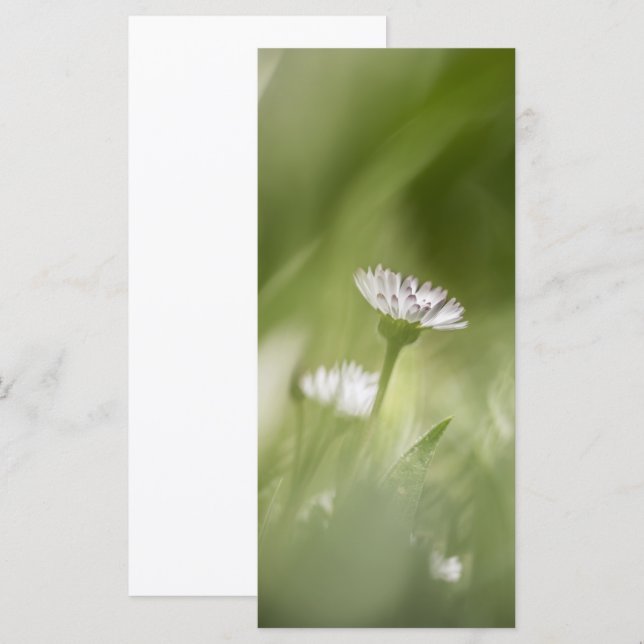 carte photo naturel de Daisy (Devant / Derrière)