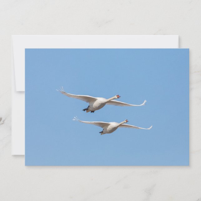 Carte photo naturel des cygnes (Devant)