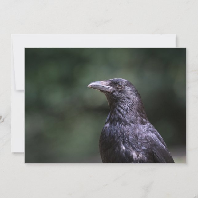 Carte photo naturel des oiseaux de corneille (Devant)