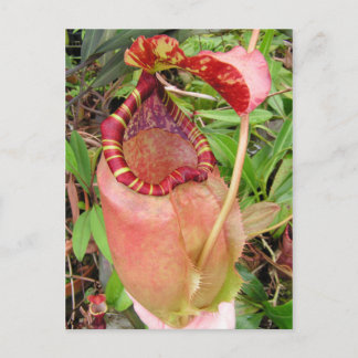 Carte photo Nepenthes sumatrana