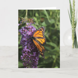 Carte photo papillon