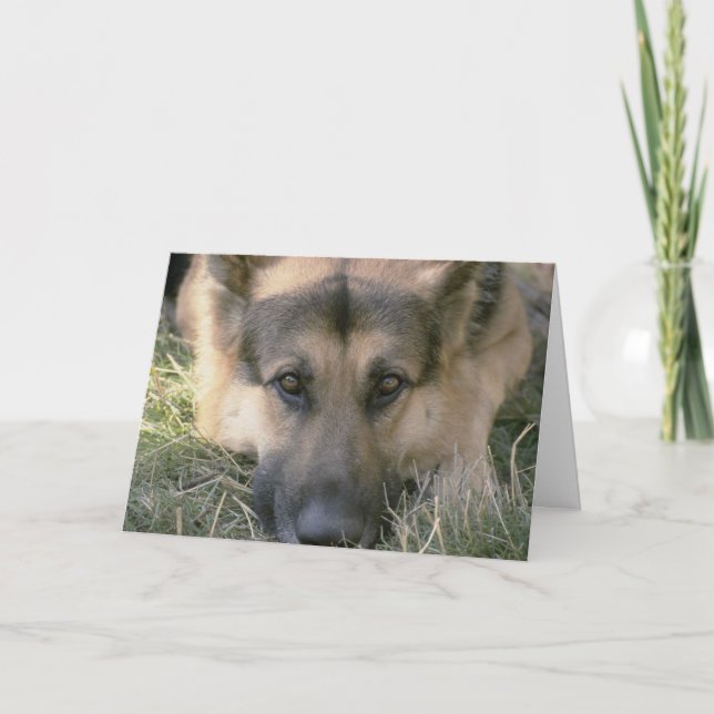 Carte Photo Perfect mignon Chien de Chien de Chien (Devant)