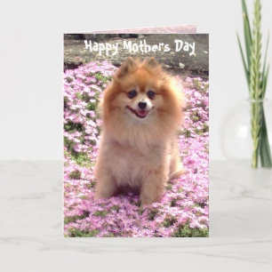 Carte Photo Pink Pomeranian Joyeux Fête des mères