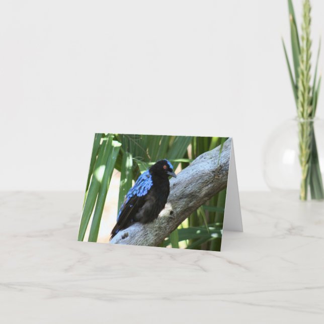 Carte photo pliée Fairy Bluebird (Devant)