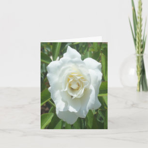 Carte photo pliée Rose blanche