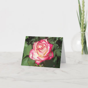 Carte photo pliée rose et rose blanche