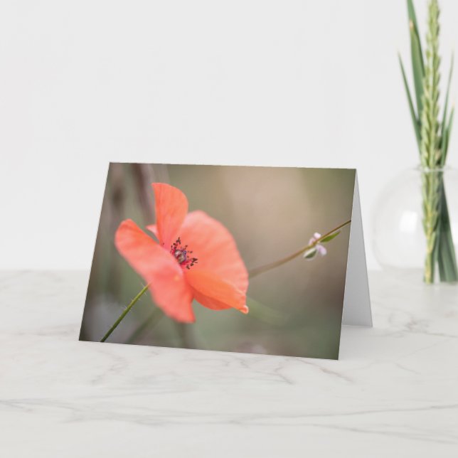 Carte Photo Poppy Nature (Devant)