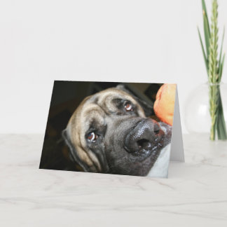 Carte Photo Purebred English Mastiff