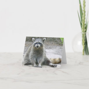 Carte photo rabattée Raccoon